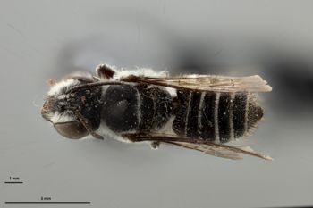 Media type: image;   Entomology 791898 Aspect: habitus dorsal view